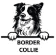 Border Collies